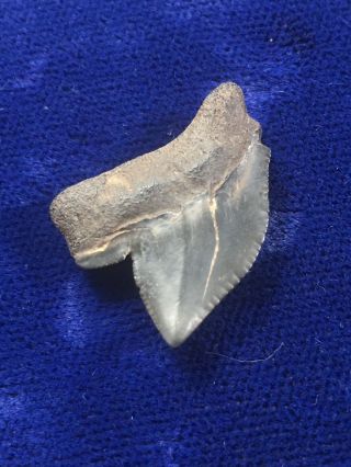 Ucommon Squalicorax Yangaensis Fossil Cretaceous Crow Shark Tooth Mississippi 4