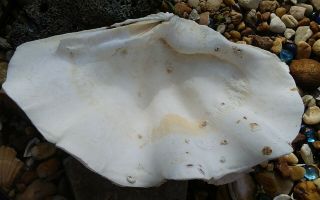 TRIDACNA GIGAS GIANT CLAM Sea Shell 11 - 1/2 X 9 