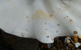 TRIDACNA GIGAS GIANT CLAM Sea Shell 11 - 1/2 X 9 