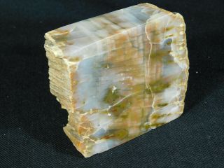 A Polished Petrified Wood Fossil From The Henry Mountains In Utah 278gr E