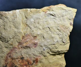 Large Undescribed Arthropod Fossil Early Cambrian,  Xiaoshiba Biota