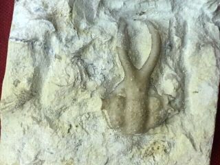 Geological Enterprises Devonian Fossil Trilobite,  Dicranurus Elegantulus Okla