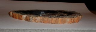 Polished Petrified Wood Full Round Slab with Bark 6 