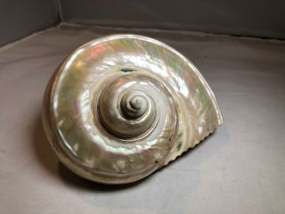 Large Opalescent Conch Type Sea Shell