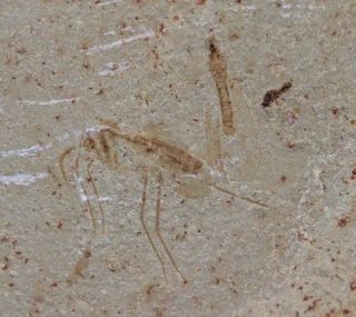 Fossil Insects,  Green River Formation,  Multi - Plate With Gnat And Beetle