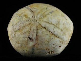 Xl 78mm Sea Urchin Star Fish Fossil Sand Dollar Sea Biscuit Jurassic Age Morocco