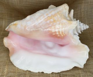 Large Pink Angel Skin Queen Conch Sea Shell 11 "