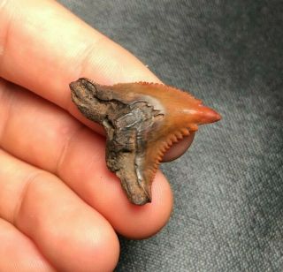 Rare 1.  16 " Red Site Meherrin River Hemipristis Serra Shark Tooth Teeth Meg
