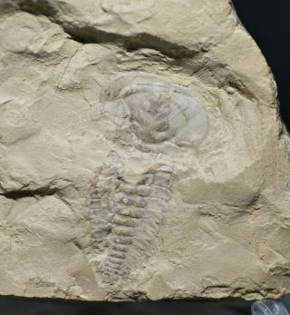 Large Rare Hongshiyanaspis Trilobite Fossil Early Cambrian,  Xiaoshiba Biota