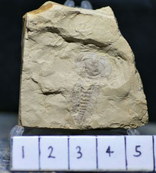 Large Rare Hongshiyanaspis Trilobite Fossil Early Cambrian,  Xiaoshiba Biota 2