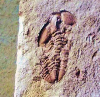 Rare Complete 1.  5cm Wagnerispina Coddonensis W Librigena: Carboniferous,  Uk: