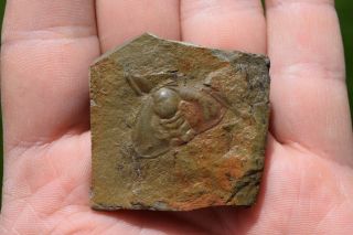 Trilobite Fossil Mesonacis Fremonti Rare Matrix Latham Shale Cambrian California