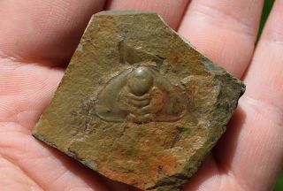 Trilobite Fossil Mesonacis Fremonti Rare Matrix Latham Shale Cambrian California 2