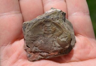 Trilobite Fossil Bristolia Bristolensis Matrix Latham Shale Cambrian California
