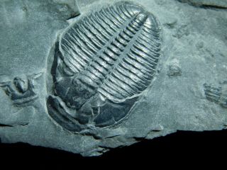 A 100 Natural Cambrian Era Elrathia Trilobite Fossil From Utah 104gr B E
