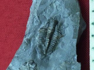 Geological Enterprises Cambrian Fossil Trilobite Bathyuriscus Formosus Montana