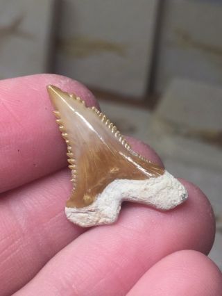 Bone Valley Hemi Shark Tooth Fossil Sharks Teeth Megalodon Era Gem