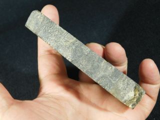 A Big 200 Million Year Old Cut Dinosaur Fossil Bone From Utah 228gr e 2