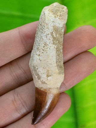 Large Mosasaur Dinosaur Fossil With Root Tooth,  1 1/4 " To 1 3/4 ",  Mosasaurus