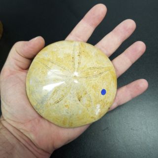 Giant Fossilized Sea Urchin Sand Dollar Jurassic Age (1 Piece Per Order)