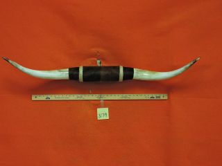 Mounted Steer Horns 4 Ft 2 In Mounted Bull Horns Cow Texas Longhorn 3179