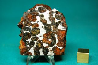 Sericho Pallasite Meteorite 40.  6 Grams