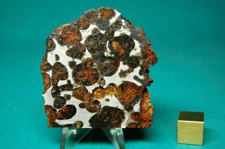 Sericho Pallasite meteorite 40.  6 grams 2