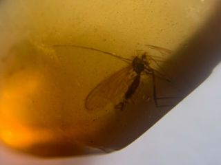 Uncommon Scorpion Fly Burmite Myanmar Burmese Amber Insect Fossil Dinosaur Age