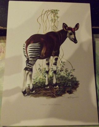 N°160 Mammal Poster The Okapi Is A Giraffid Of Equatorial Africa Forest