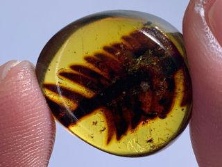 1.  8g Unknown Plant Tree Leaf Burmite Myanmar Amber Insect Fossil Dinosaur Age