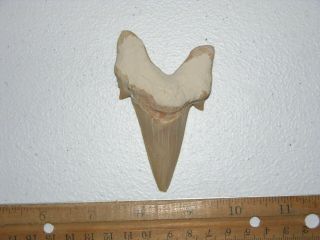 Shark Tooth Fossil Real Otodus Obliquus 50 Million Years Old 3 Inch J43