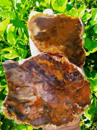 Two (2) Large Petrified Wood Slab Red Agate Hubbard Basin Nv Owyhee Mtn 9.  7oz