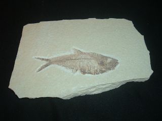 Fossil Fish - - - - Diplomystus - - 5 " - - Green River Formation
