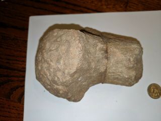 Fossils Dinosaur Bone Or Other