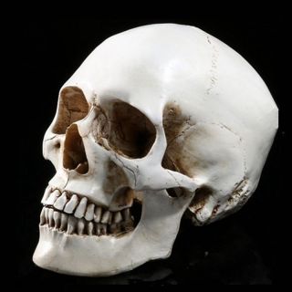 Life Size 1:1 Human Skull Resin Model Anatomical Medical Teaching Skeleton