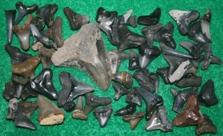 Florida Fossil Shark Teeth Hemipristis Tooth Beach Ocean Surf Sea Fishing 50,