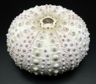 Lilac Centrostephanus Rodgersii 81.  3 Mm Australia Sea Urchin