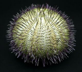 With Spines Temnopleurus Alexandri 74.  2 Mm Sydney Australia Sea Urchin