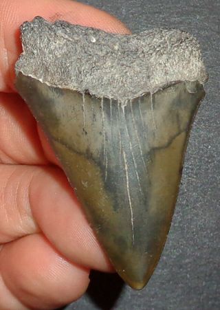 Large 2.  008 " Mako Shark Tooth Fossil From S.  Carolina W/free Shark Tooth Guide