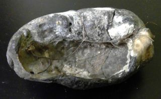 Fossilized Whale Ear Bone.