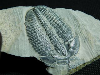 A And 100 Natural Cambrian Era Elrathia Trilobite Fossil Utah 19.  1gr A E