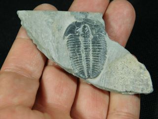 A and 100 Natural Cambrian Era Elrathia Trilobite Fossil Utah 19.  1gr A e 2
