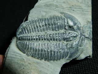 A and 100 Natural Cambrian Era Elrathia Trilobite Fossil Utah 19.  1gr A e 3