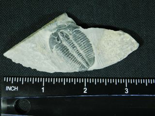 A and 100 Natural Cambrian Era Elrathia Trilobite Fossil Utah 19.  1gr A e 4
