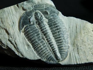 A and 100 Natural Cambrian Era Elrathia Trilobite Fossil Utah 19.  1gr A e 5