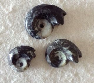 Three Small Whole Ammonite Goniatite Fossils With Sutures From Morocco.