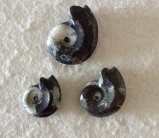 Three Small Whole Ammonite Goniatite Fossils with Sutures from Morocco. 2