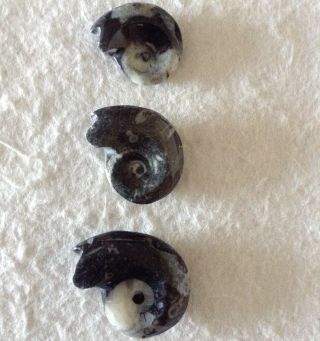 Three Small Whole Ammonite Goniatite Fossils with Sutures from Morocco. 3