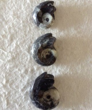 Three Small Whole Ammonite Goniatite Fossils with Sutures from Morocco. 4
