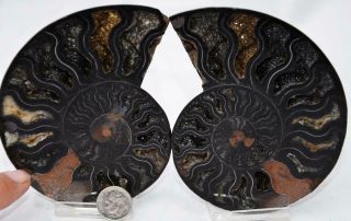 Rare 1 - N - 100 Black Ammonite Pair Deep Crystals 110myo Fossil 112mm 4.  4 " 7713vx